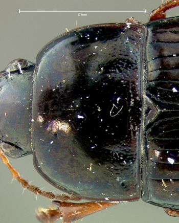 Media type: image;   Entomology 33028 Aspect: pronotum dorsal